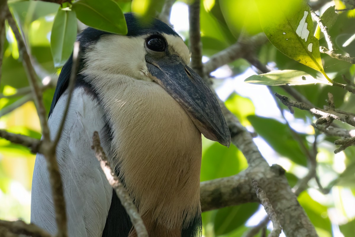 Boat-billed Heron - ML611324826