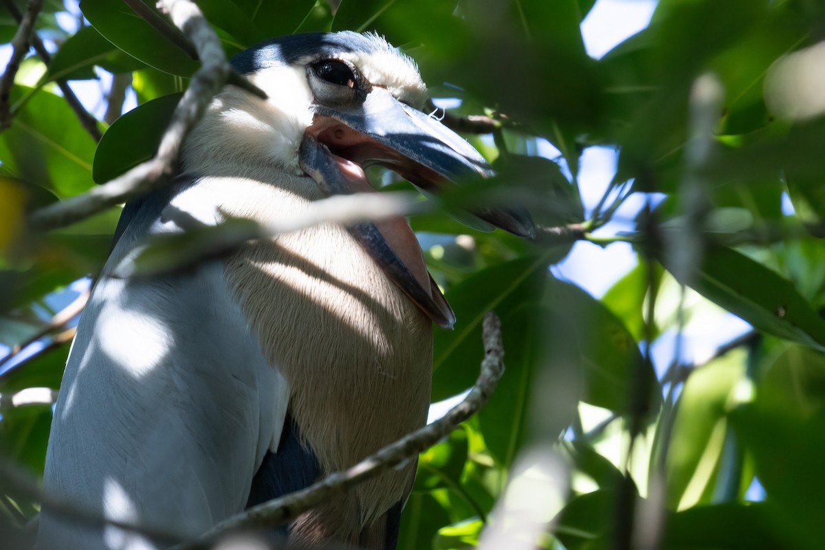 Boat-billed Heron - ML611324829