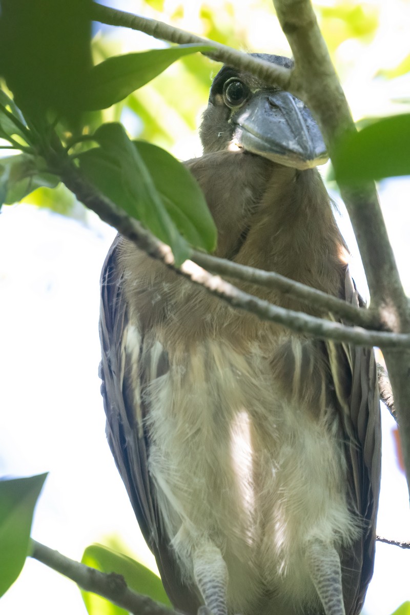 Boat-billed Heron - ML611324830