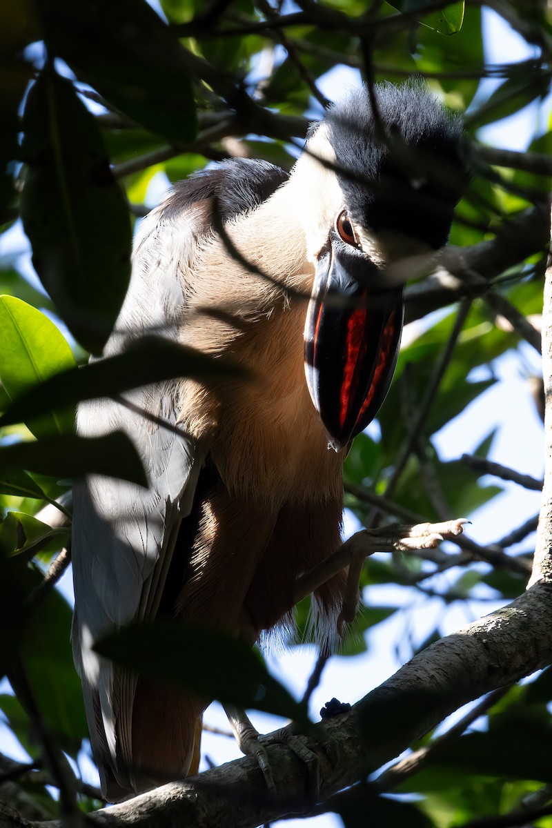 Boat-billed Heron - ML611324831