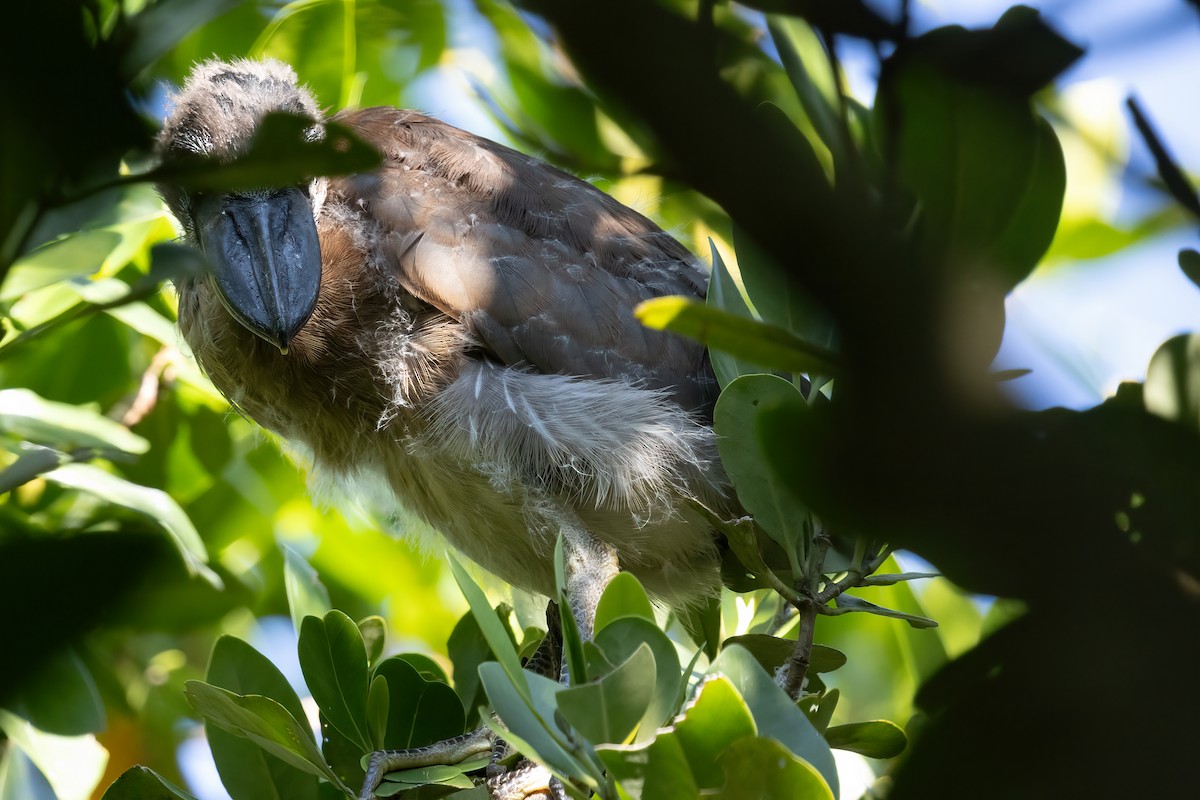 Boat-billed Heron - Ted Keyel