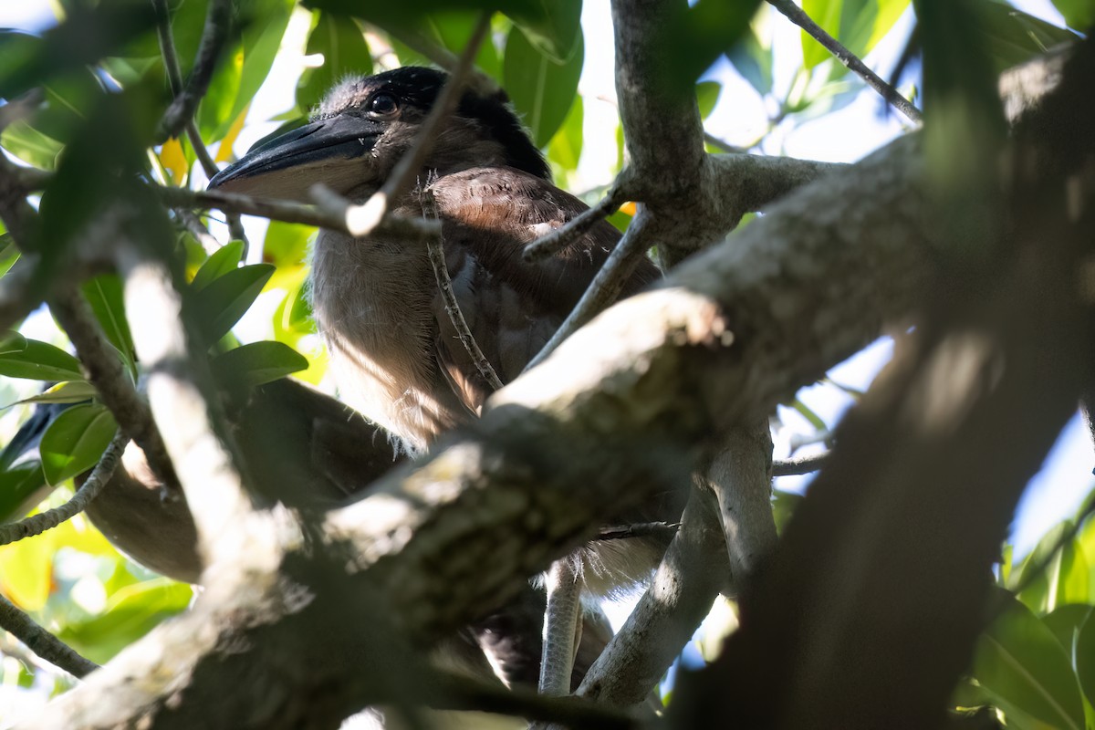 Boat-billed Heron - Ted Keyel