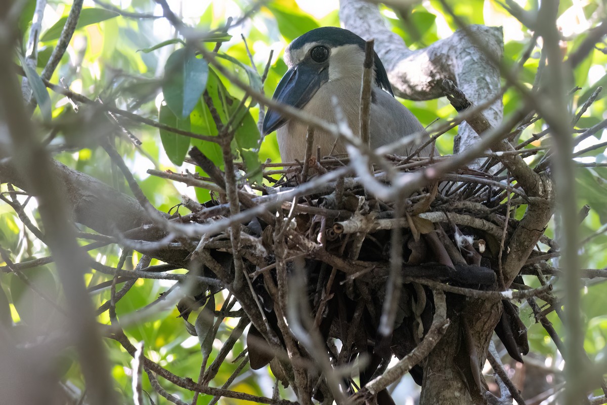 Boat-billed Heron - ML611324842