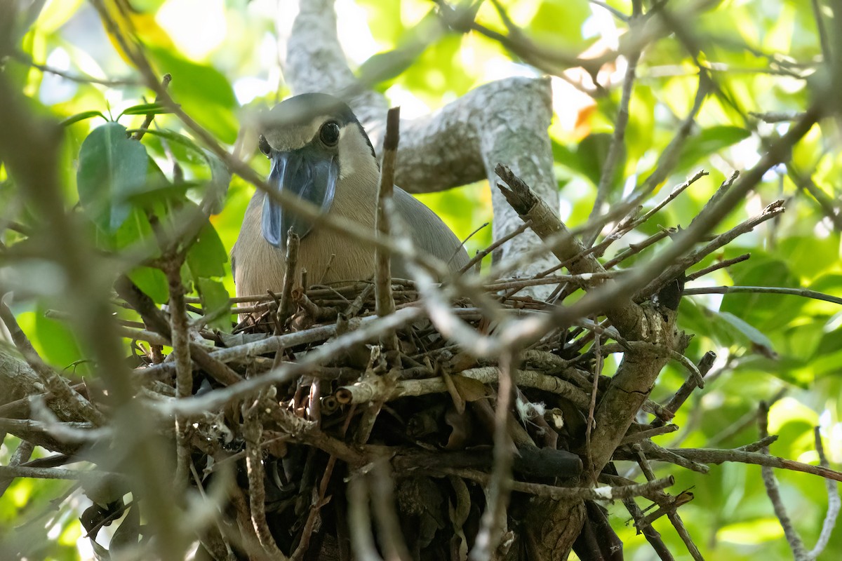 Boat-billed Heron - ML611324843