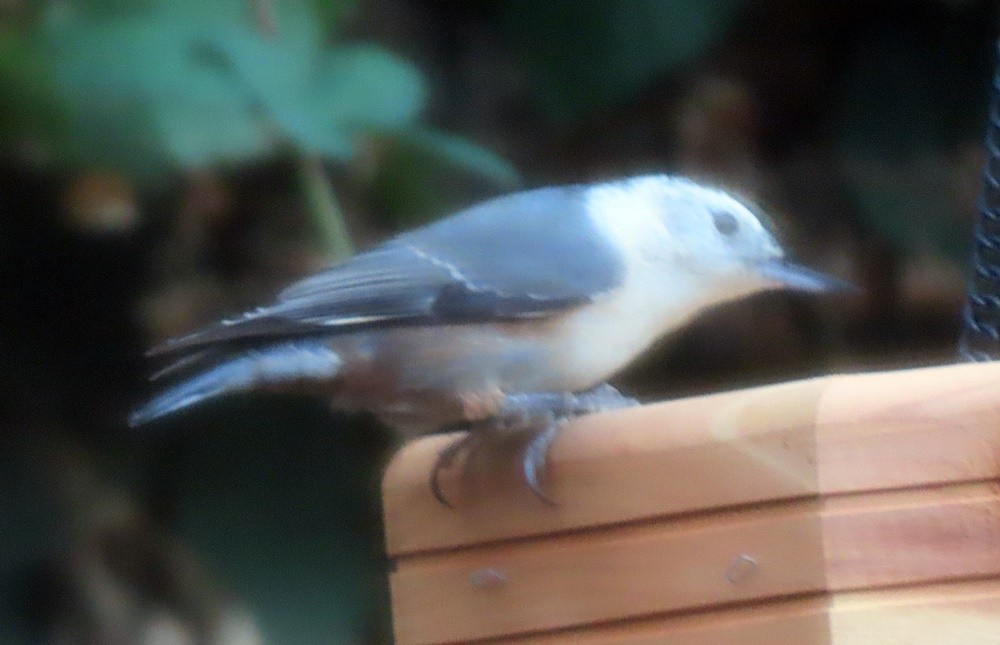 White-breasted Nuthatch (Pacific) - ML611324852
