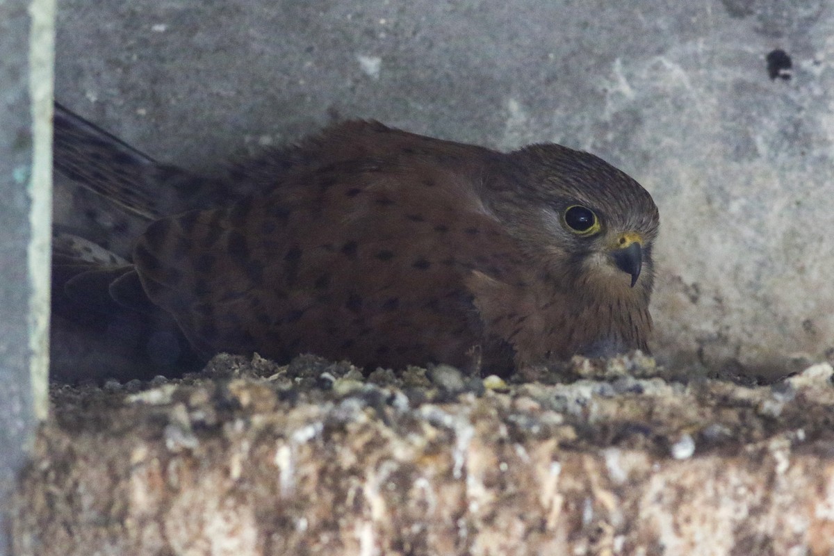 Malagasy Kestrel - ML611324861