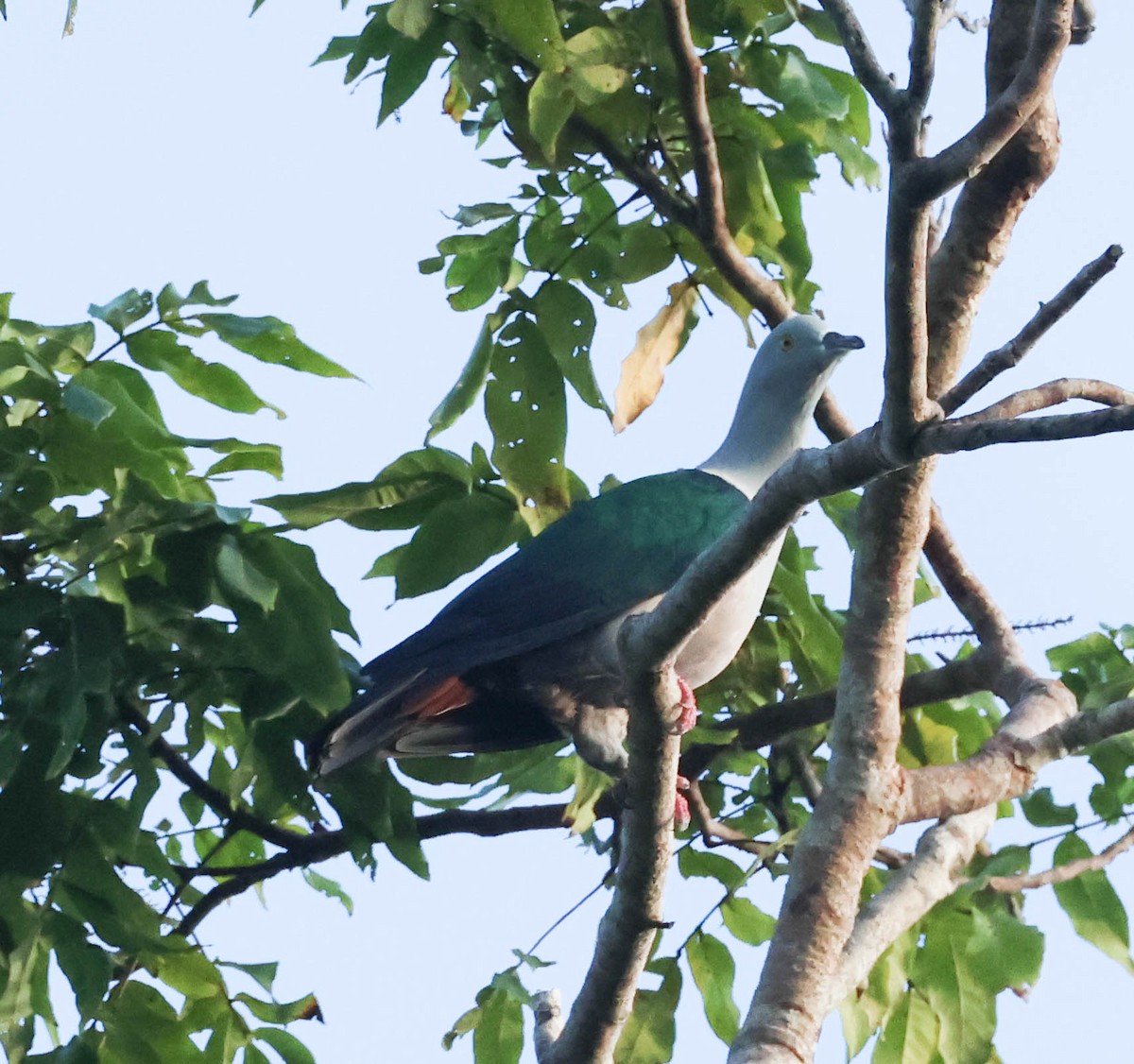 Geelvink Imperial-Pigeon - David Bates