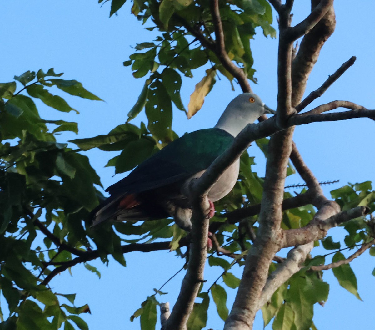 Geelvink Imperial-Pigeon - ML611324869