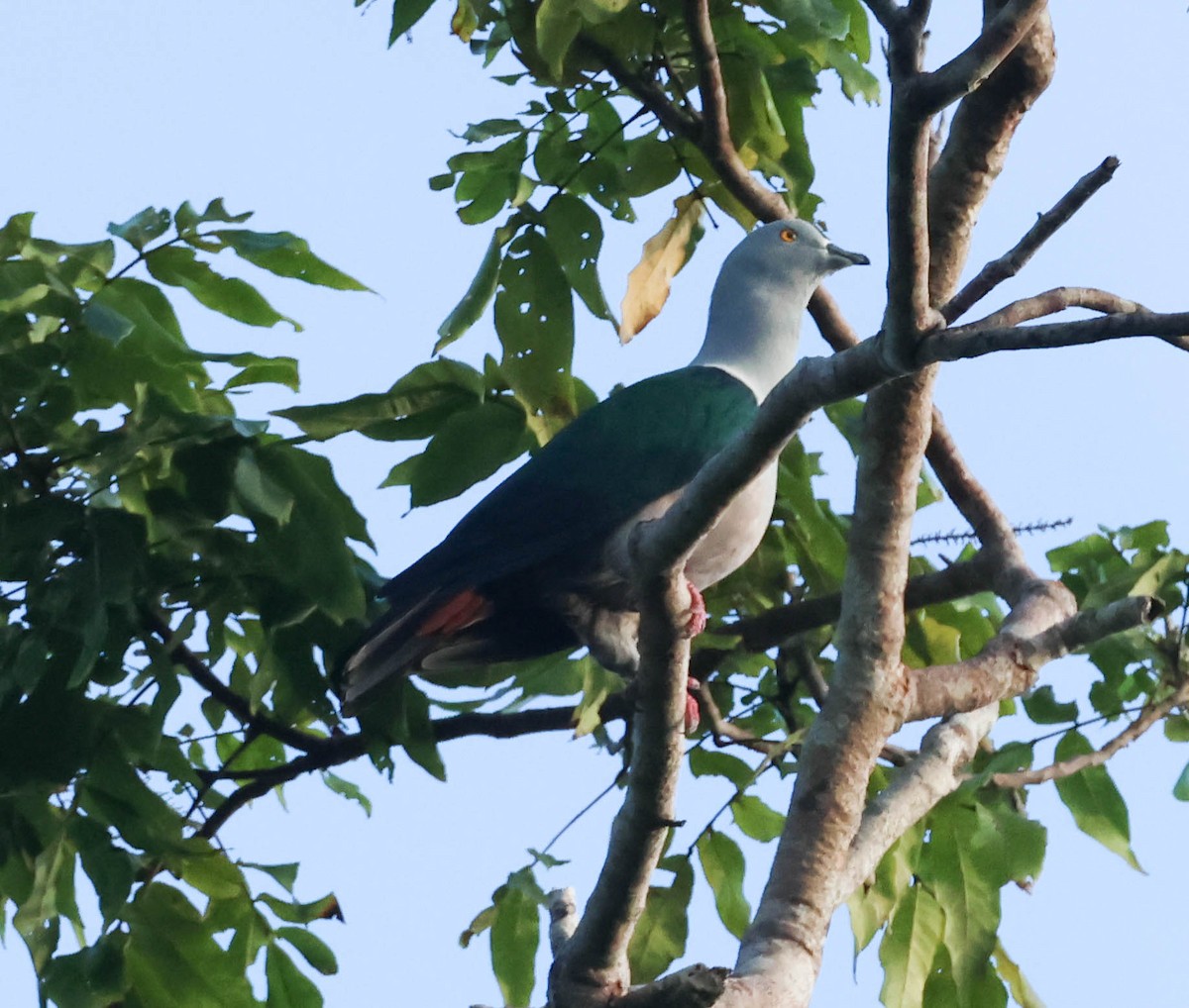 Geelvink Imperial-Pigeon - David Bates