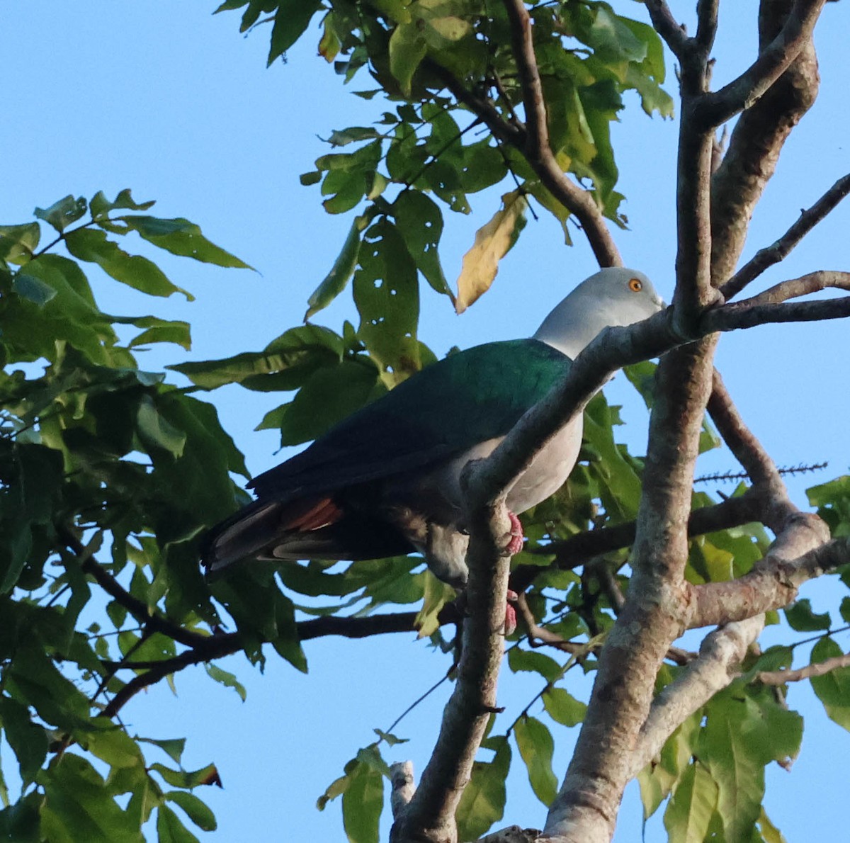 Geelvink Imperial-Pigeon - ML611324871