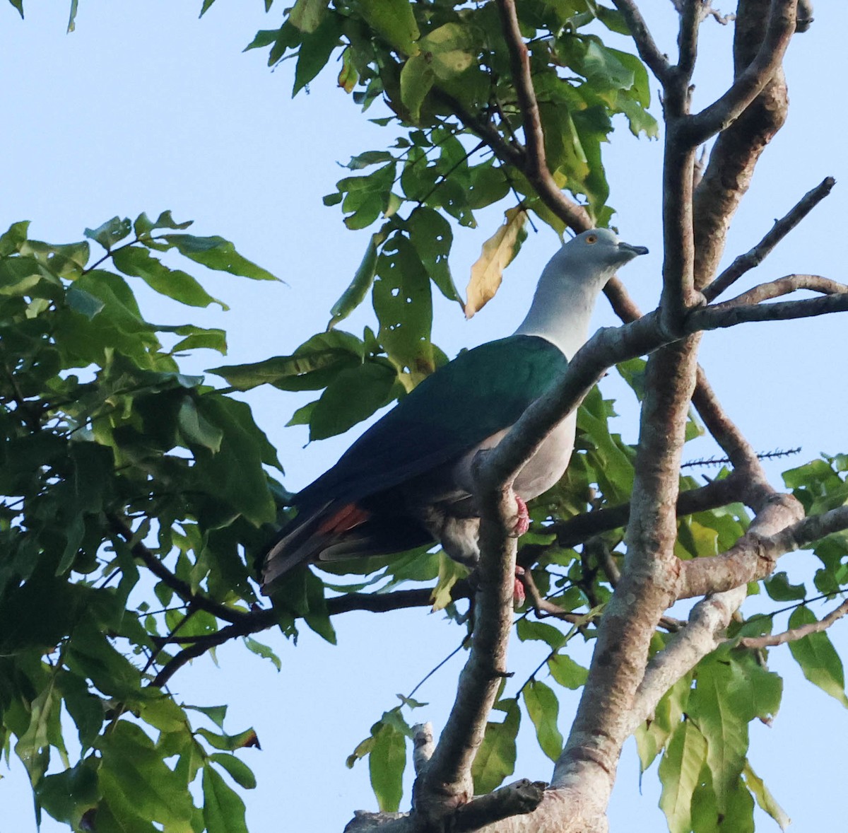 Geelvink Imperial-Pigeon - ML611324872