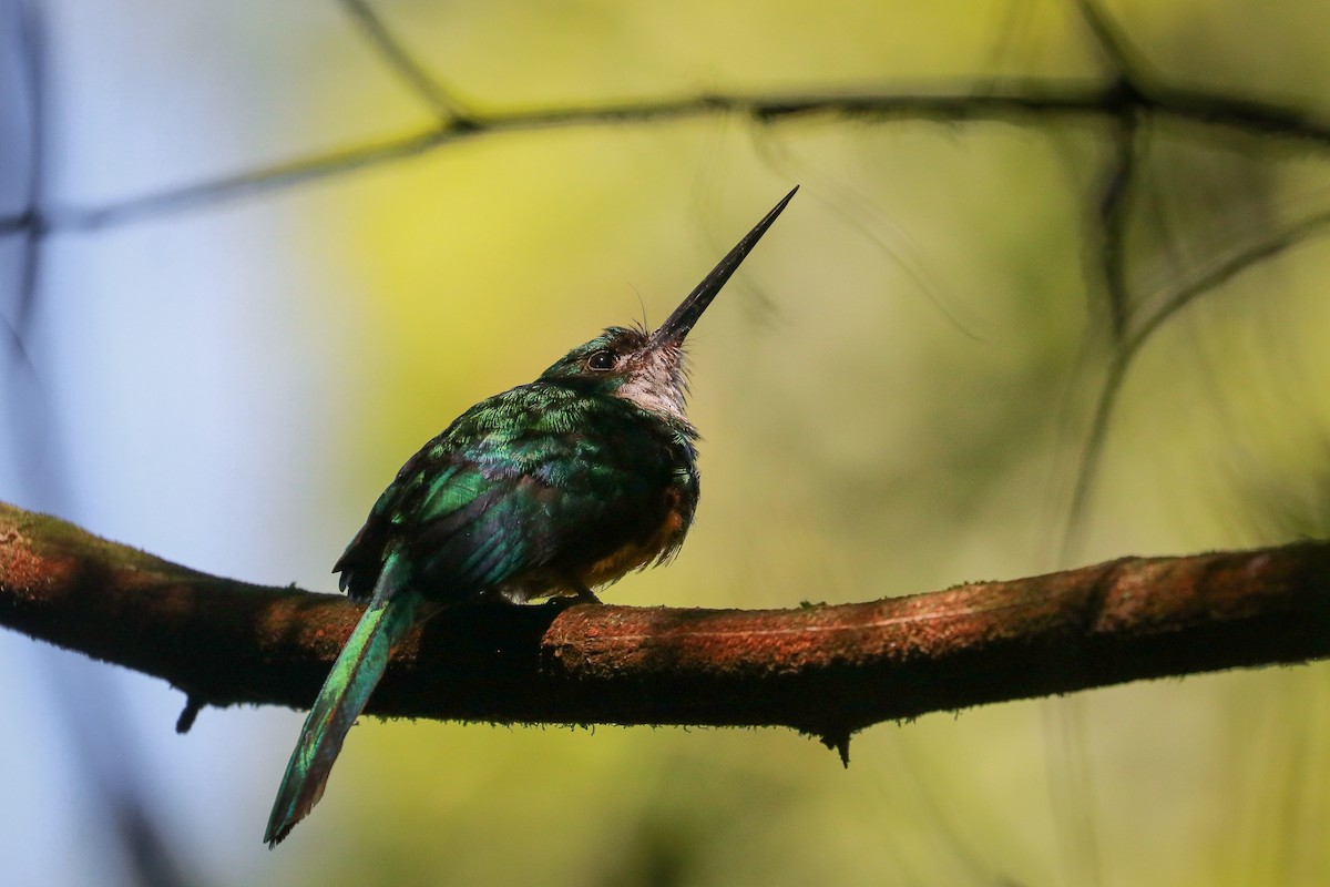 Jacamar à queue rousse - ML611324940