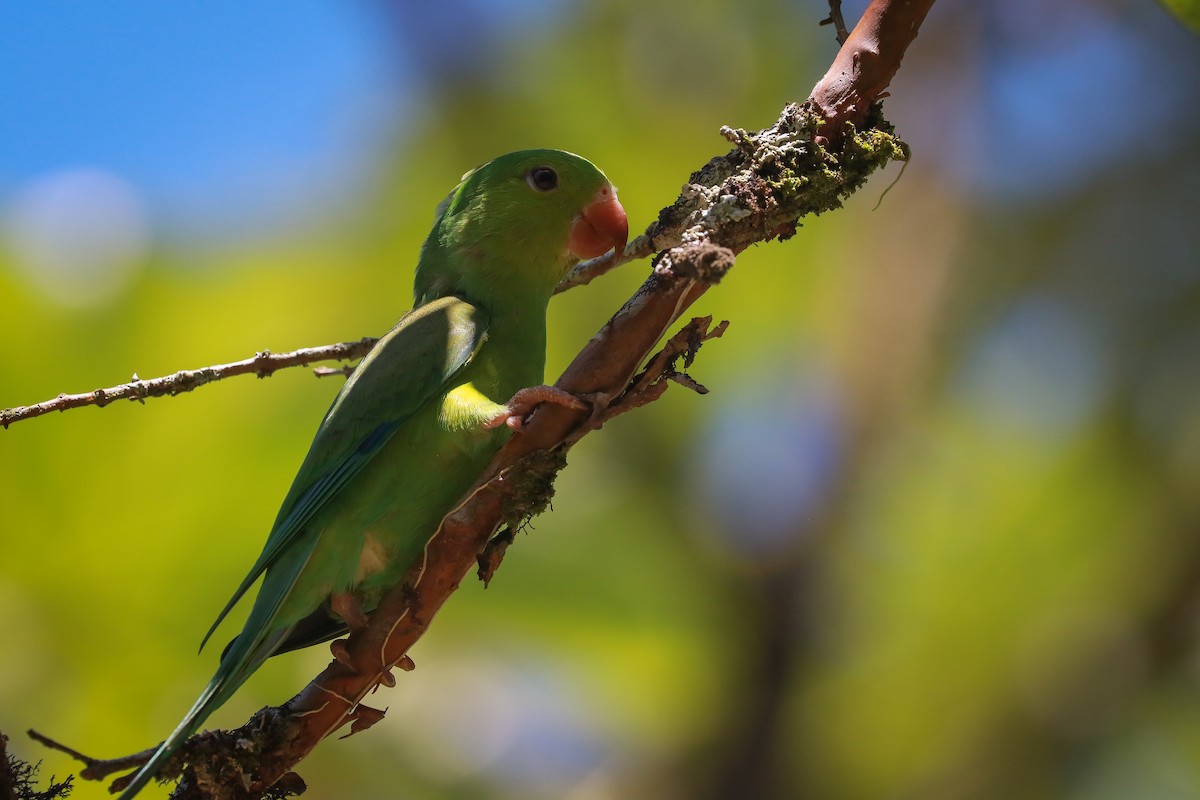 Plain Parakeet - ML611324958