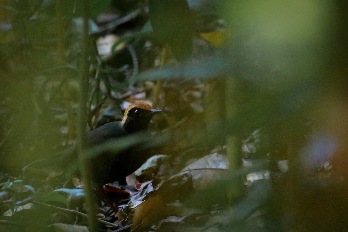 Rufous-capped Antthrush - ML611324974