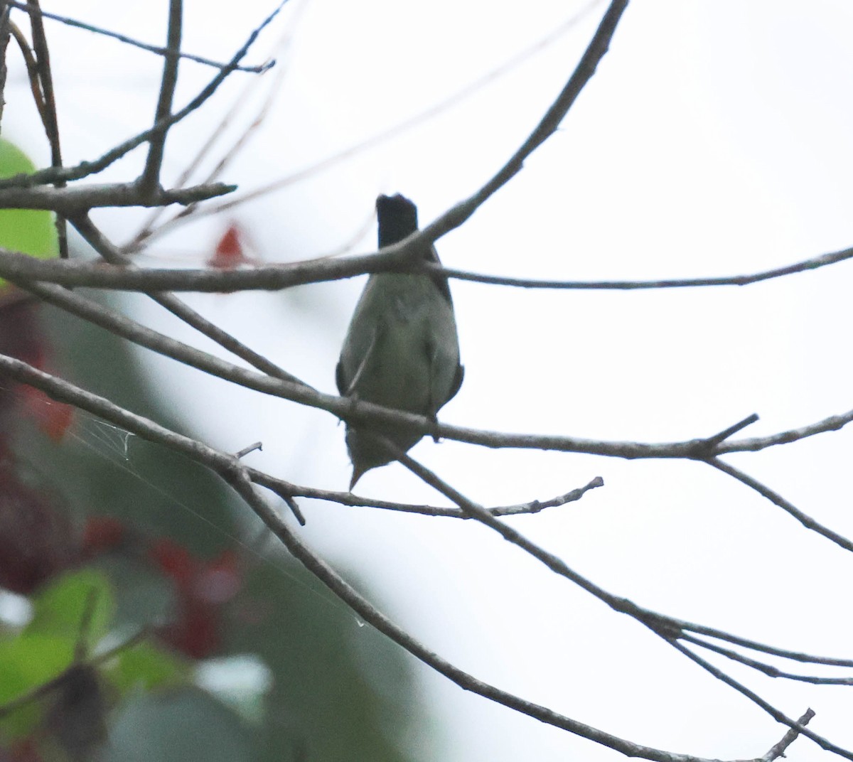 Mosquitero de Numfor - ML611324989