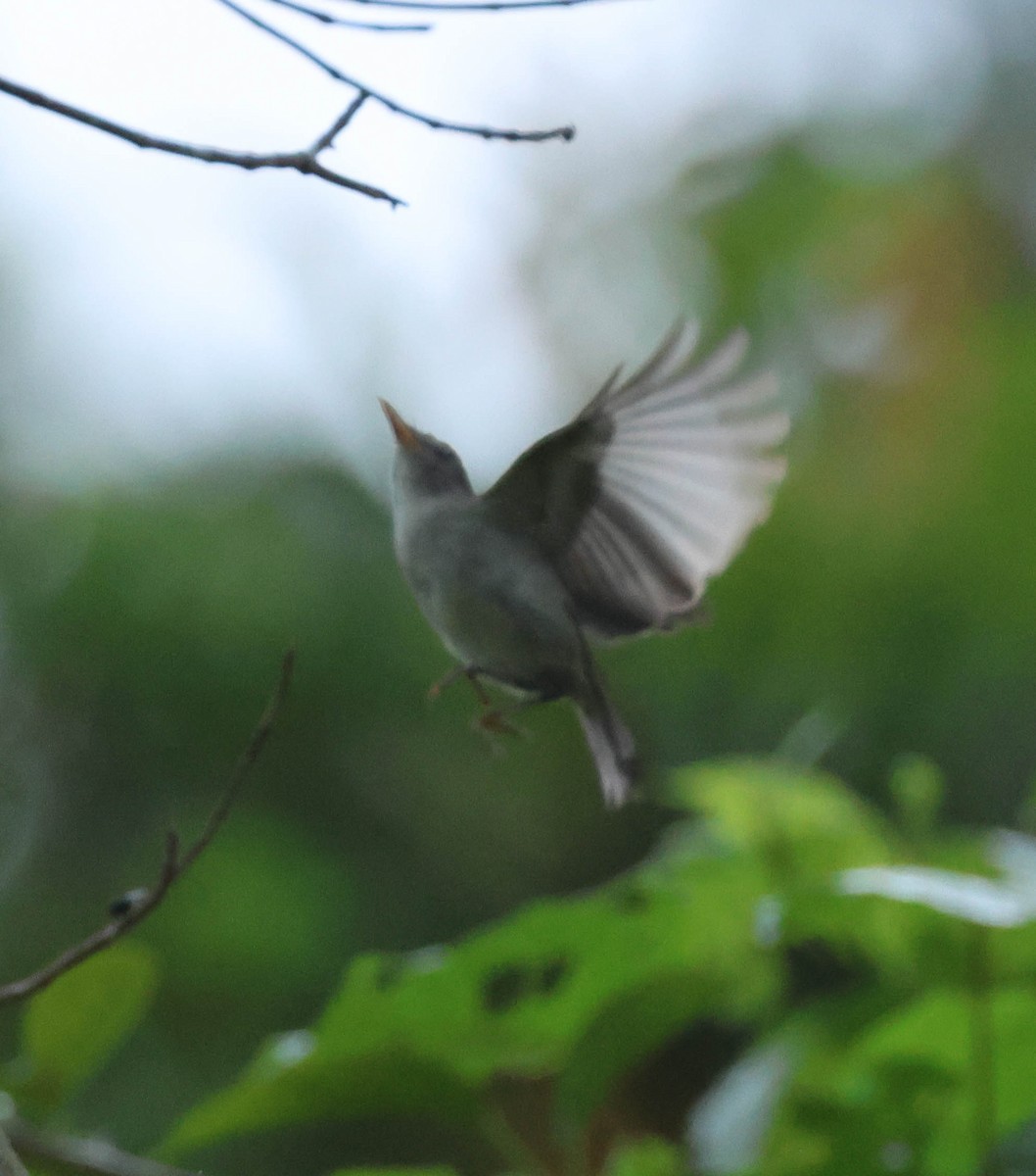 Numfor Leaf Warbler - ML611324990