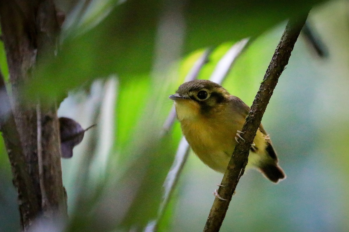 White-throated Spadebill - ML611324991