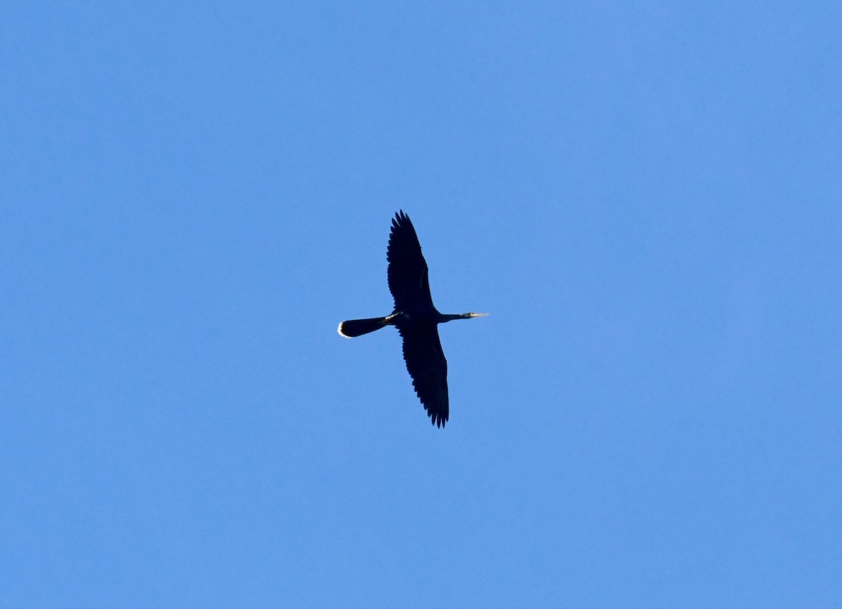 Anhinga Americana - ML611325092