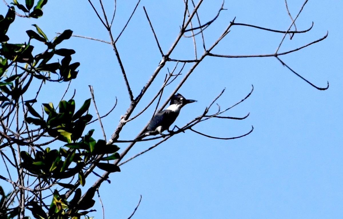 Belted Kingfisher - ML611325134