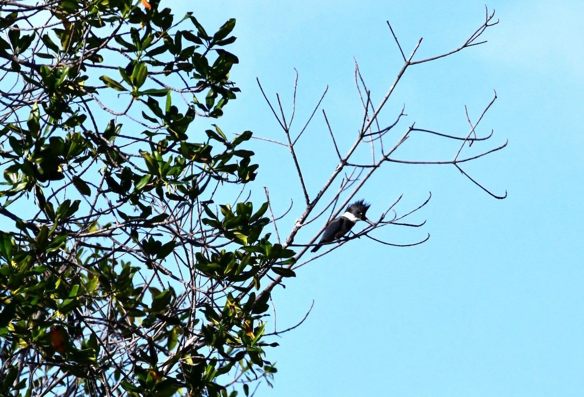 Belted Kingfisher - ML611325135