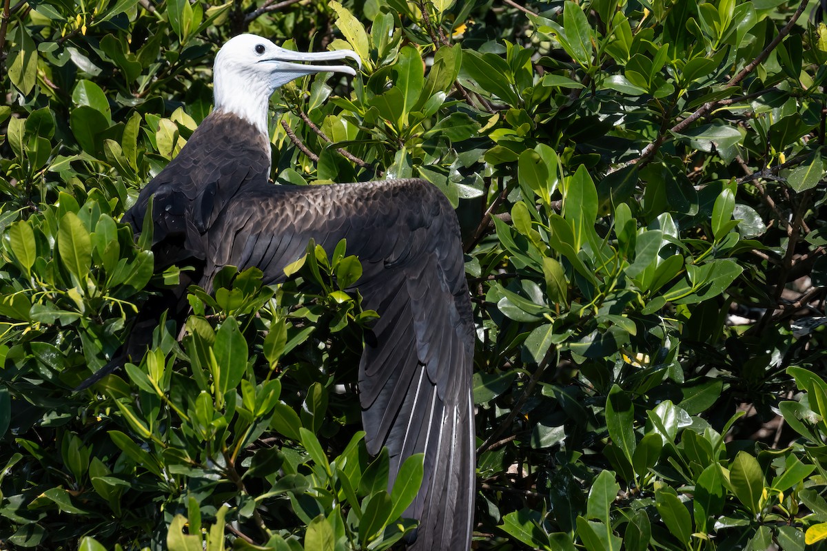 Magnificent Frigatebird - ML611325159