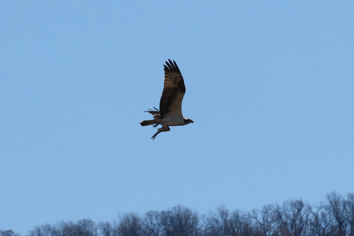 Osprey - ML611325228