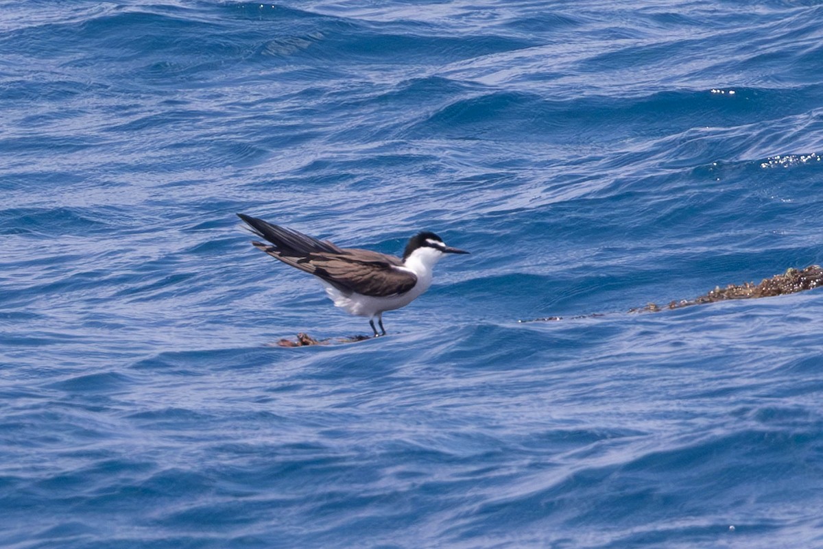 Bridled Tern - ML611325271