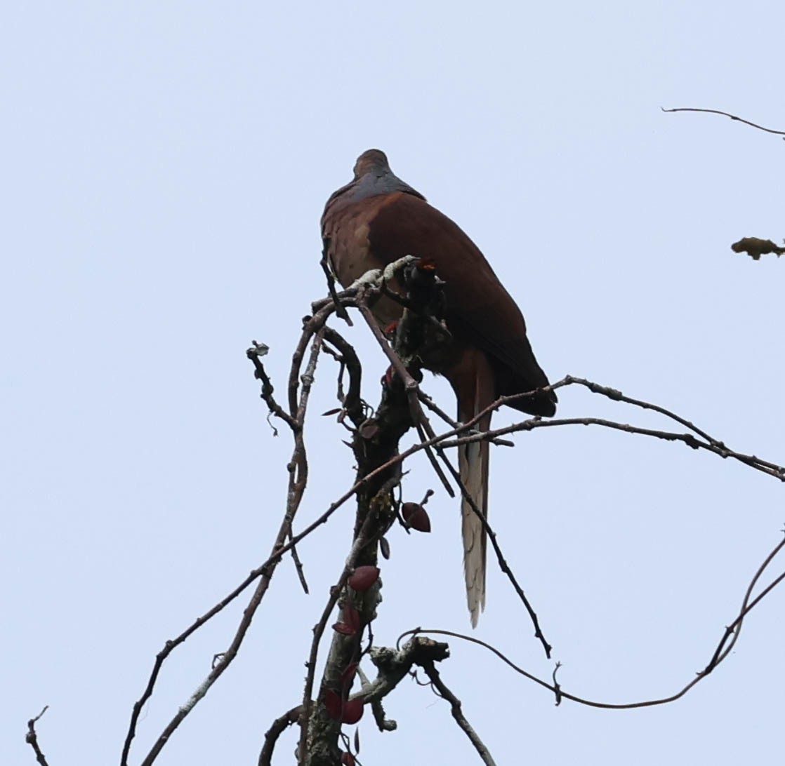 Amboyna Cuckoo-Dove - ML611325273