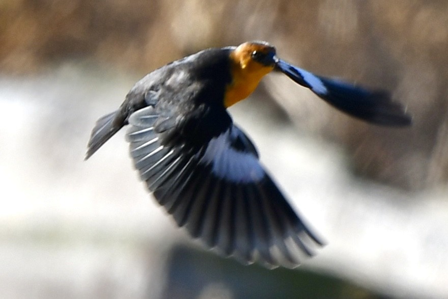 Yellow-headed Blackbird - ML611325274