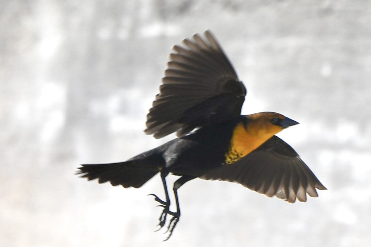Yellow-headed Blackbird - ML611325275