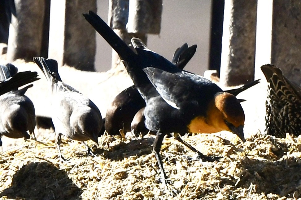 Yellow-headed Blackbird - ML611325278