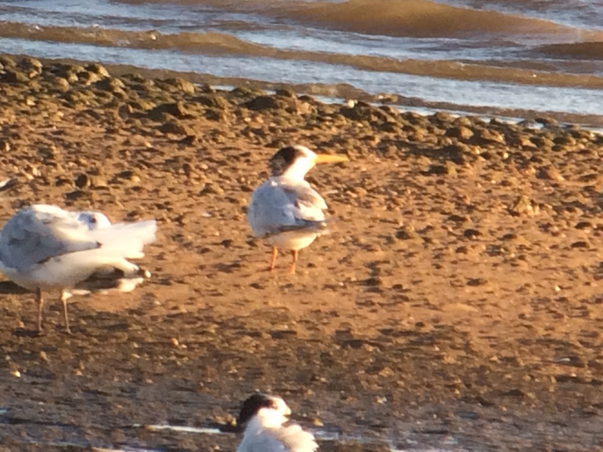 Elegant Tern - ML611325283