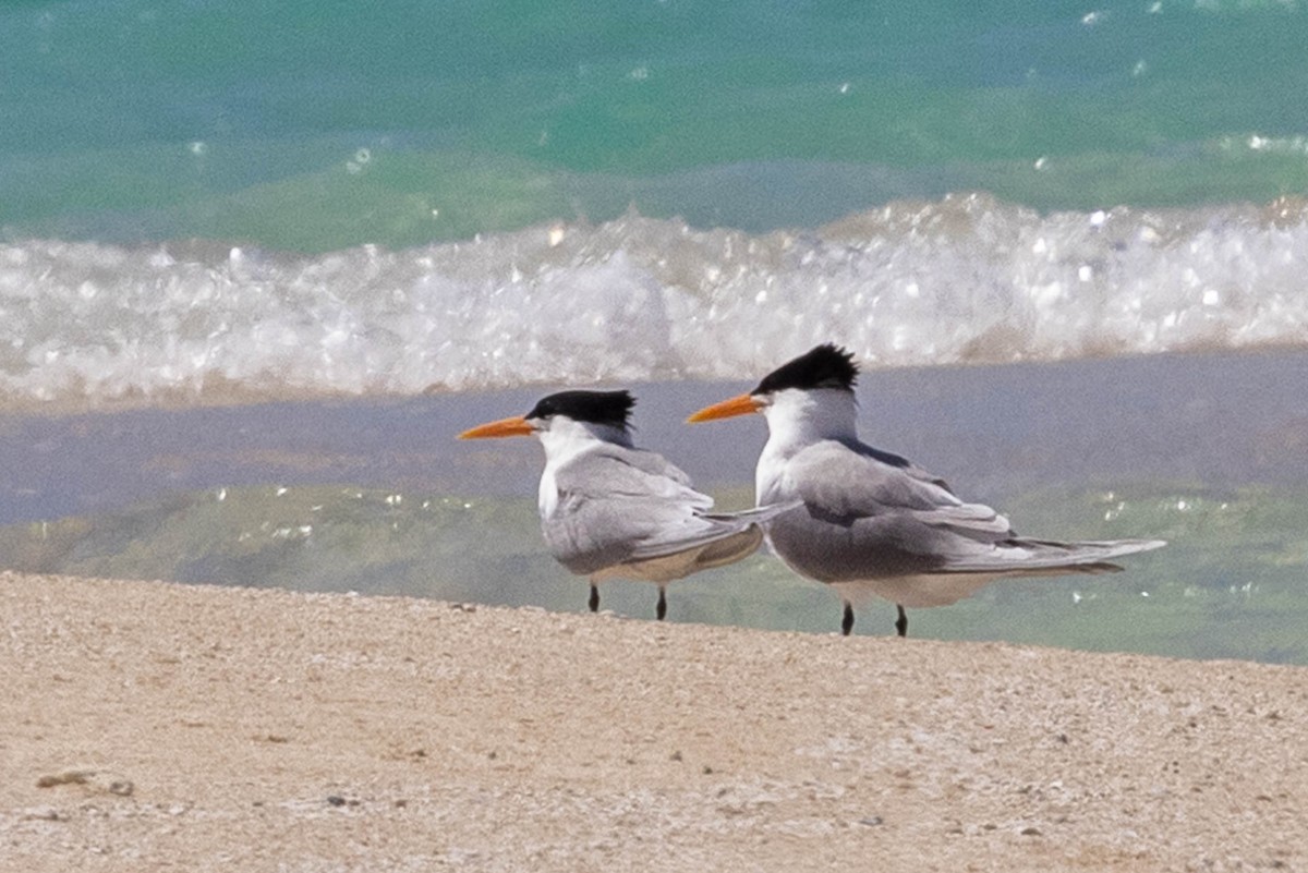 Lesser Crested Tern - Linda McNulty