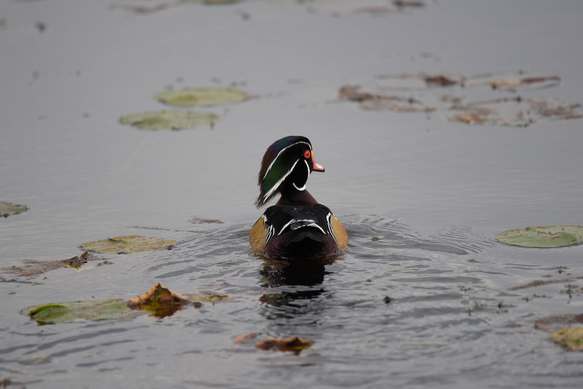 Wood Duck - ML611325337