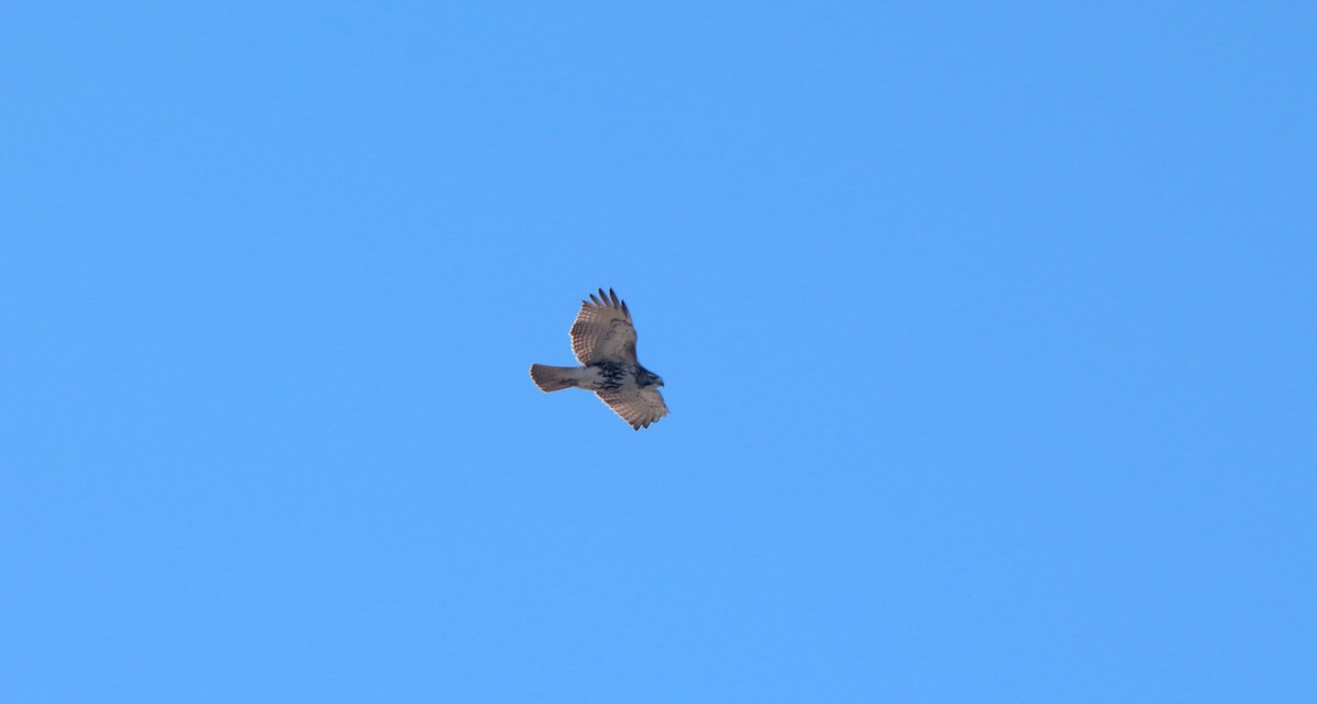 Red-tailed Hawk - ML611325341