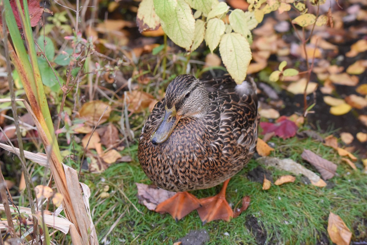 Canard colvert - ML611325378