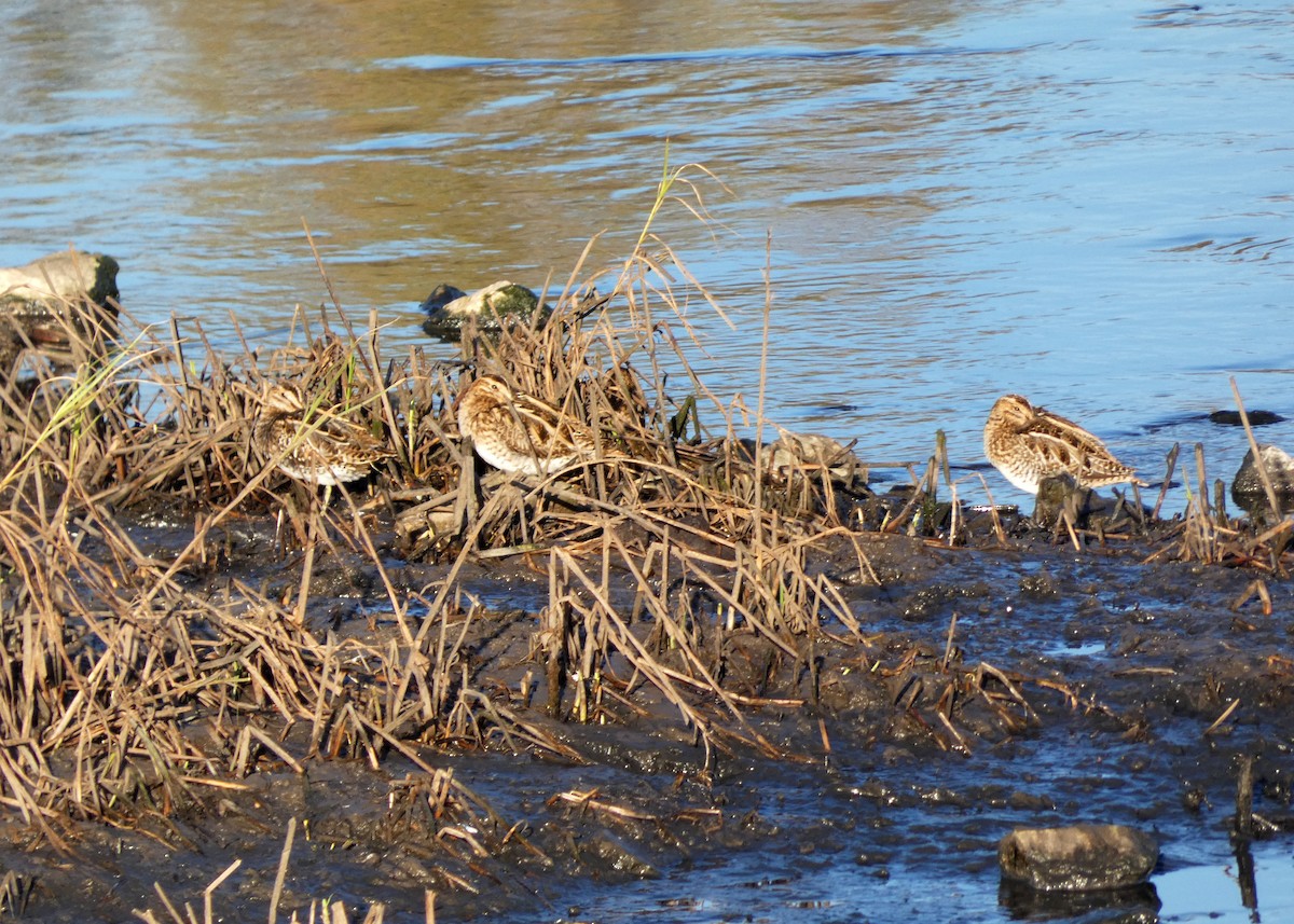 Common Snipe - ML611325408