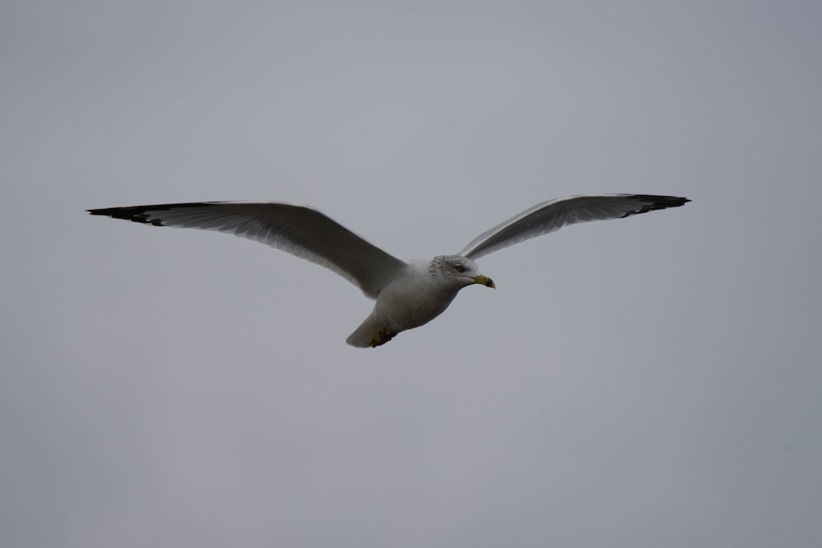 Ring-billed Gull - ML611325445