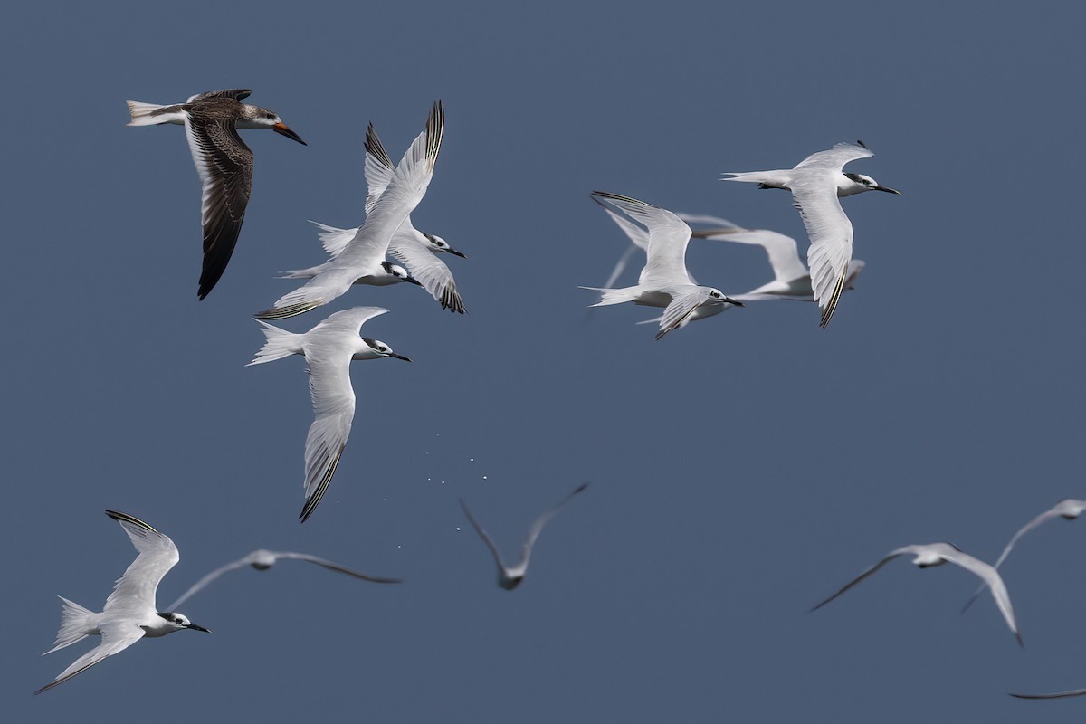 Sandwich Tern - Ted Keyel