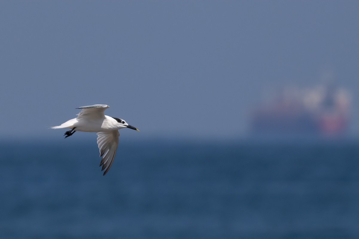 Sandwich Tern - Ted Keyel