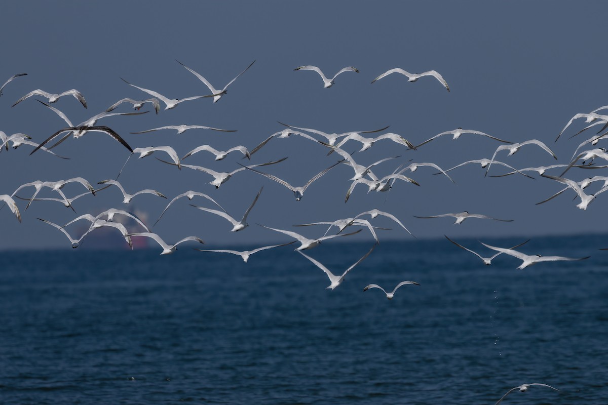 Sandwich Tern - Ted Keyel