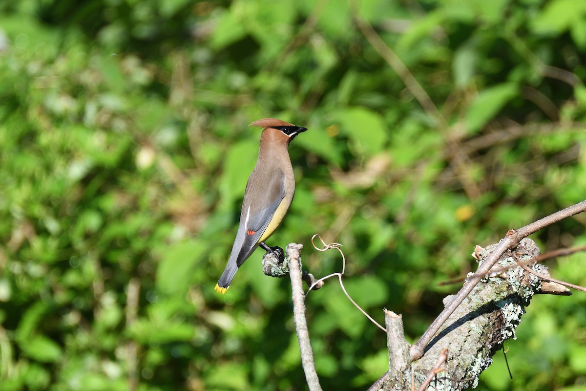 Cedar Waxwing - terence zahner