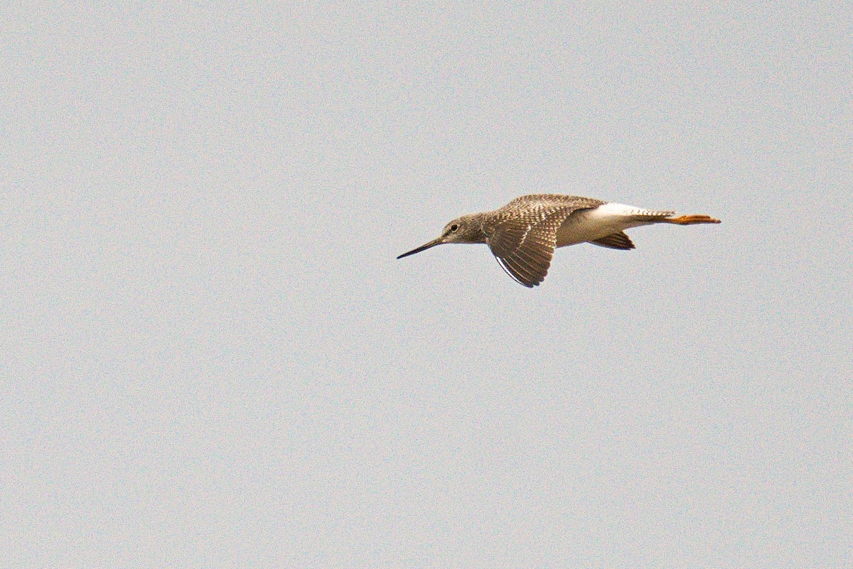 Greater Yellowlegs - Adam Diel