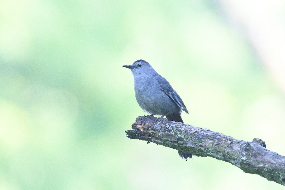 Gray Catbird - terence zahner