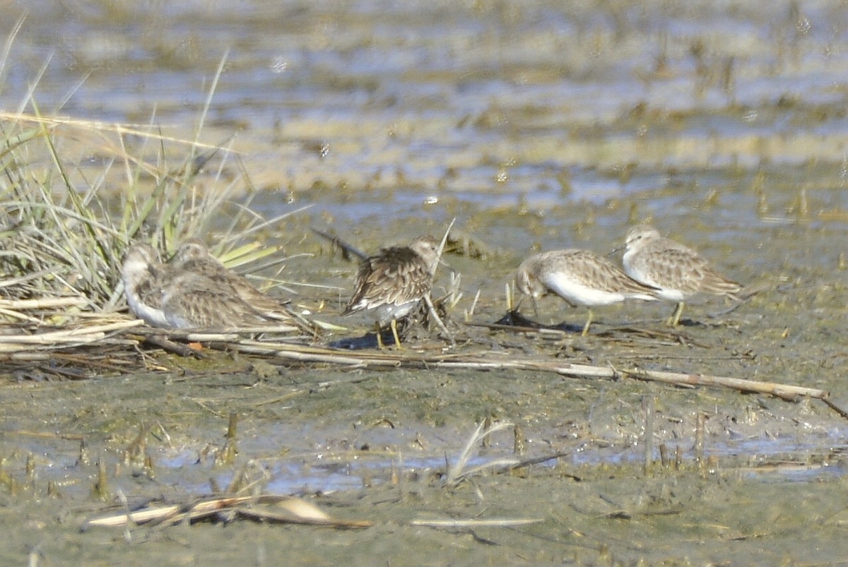 Least Sandpiper - ML611326060