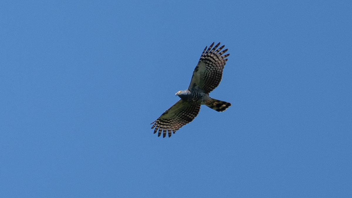 Hook-billed Kite - ML611326088