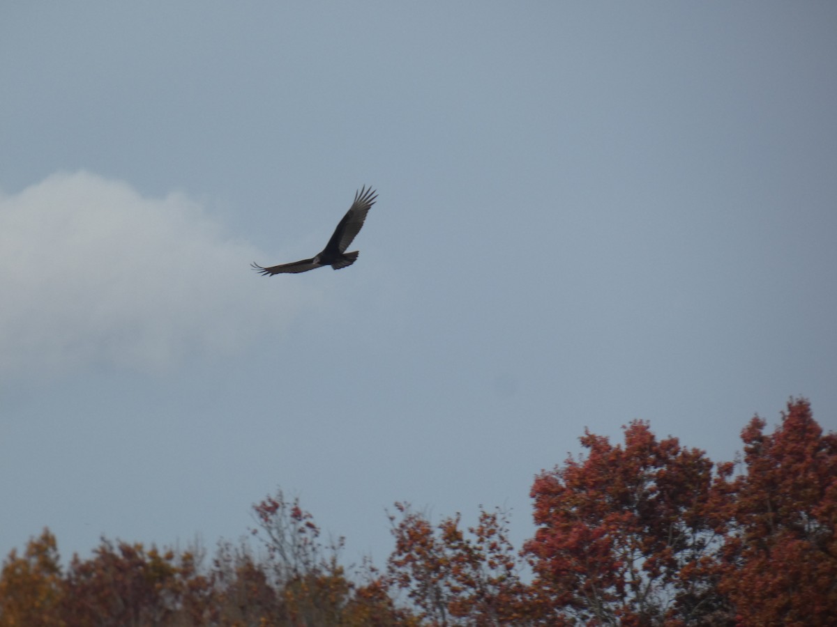 Turkey Vulture - Manoli Strecker