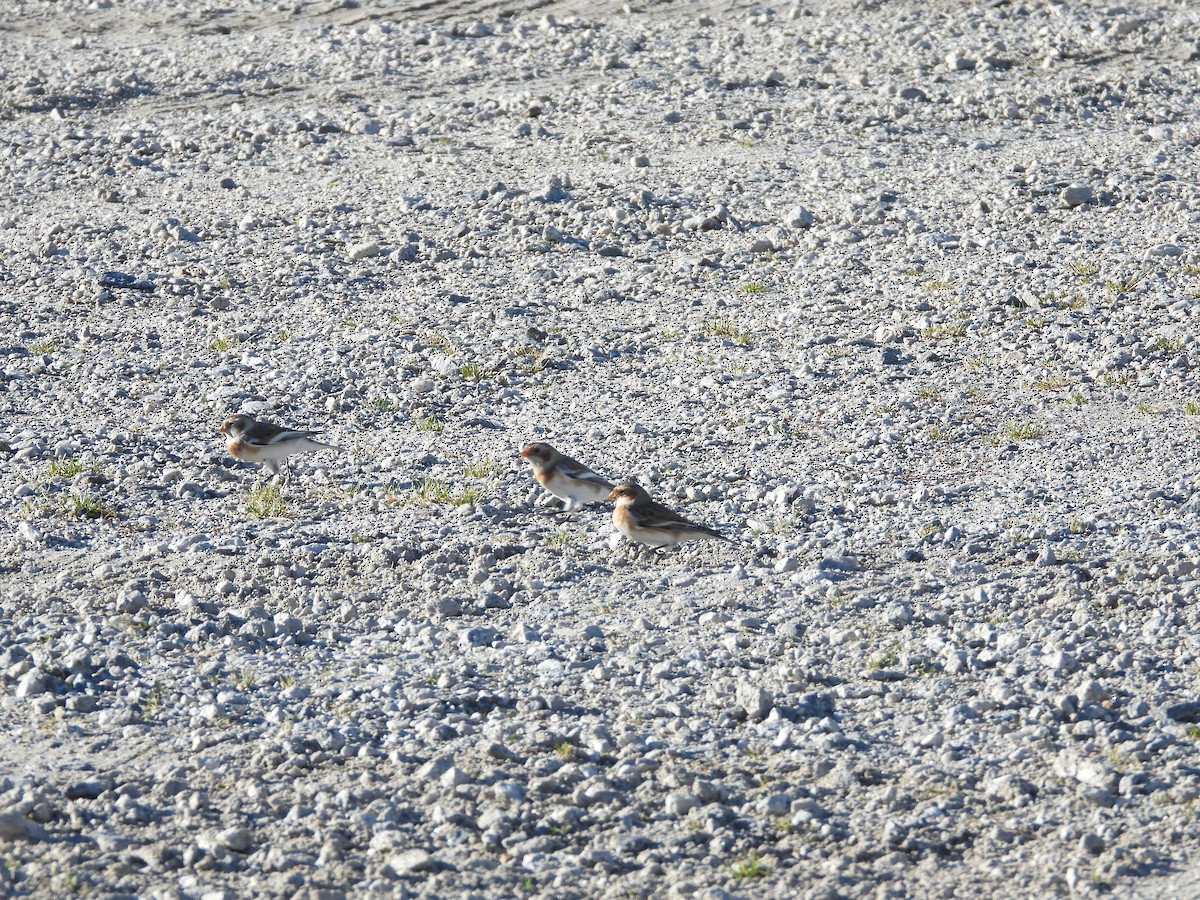 Snow Bunting - ML611326221