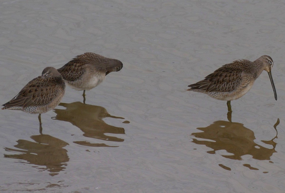Long-billed Dowitcher - Judith Lopez