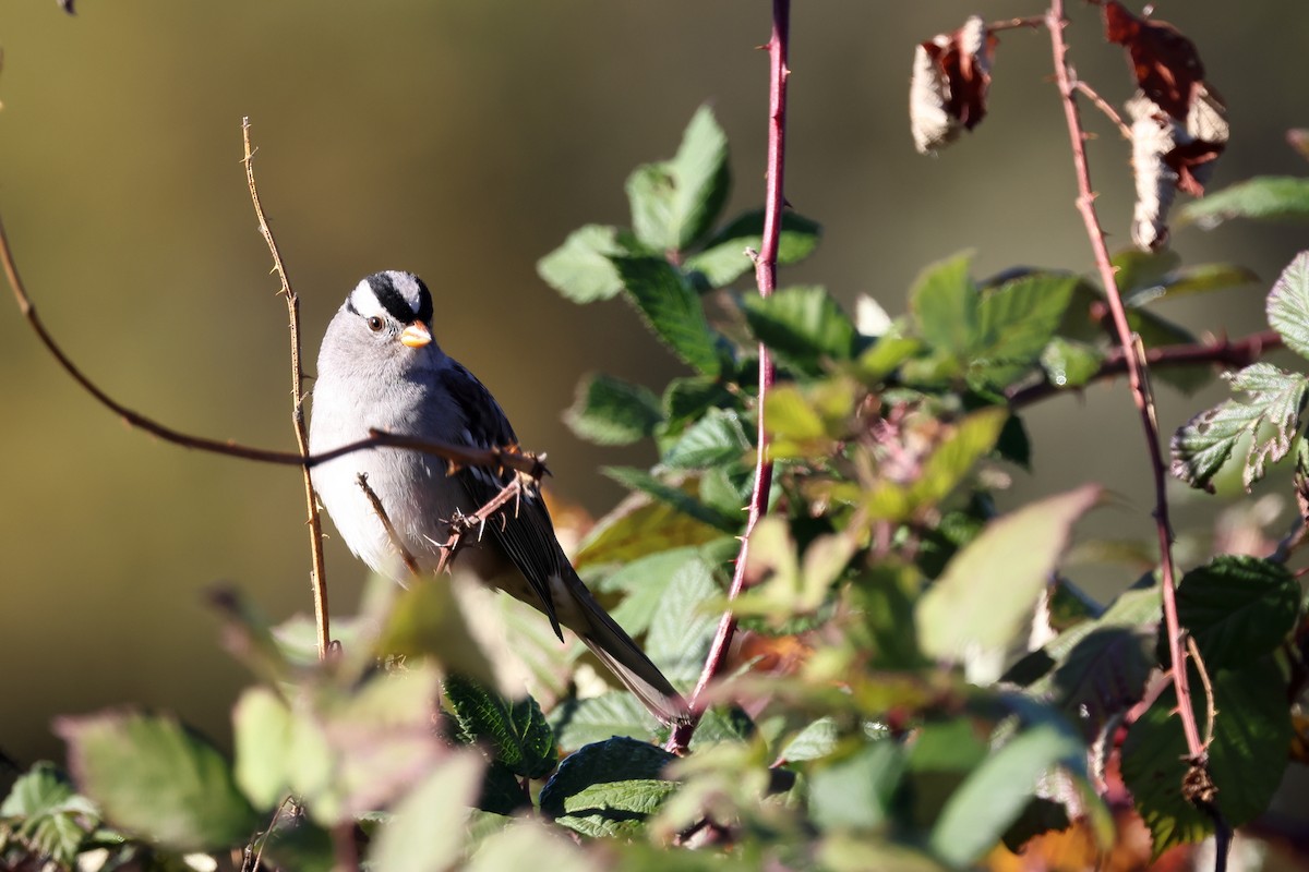 White-crowned Sparrow - ML611326344